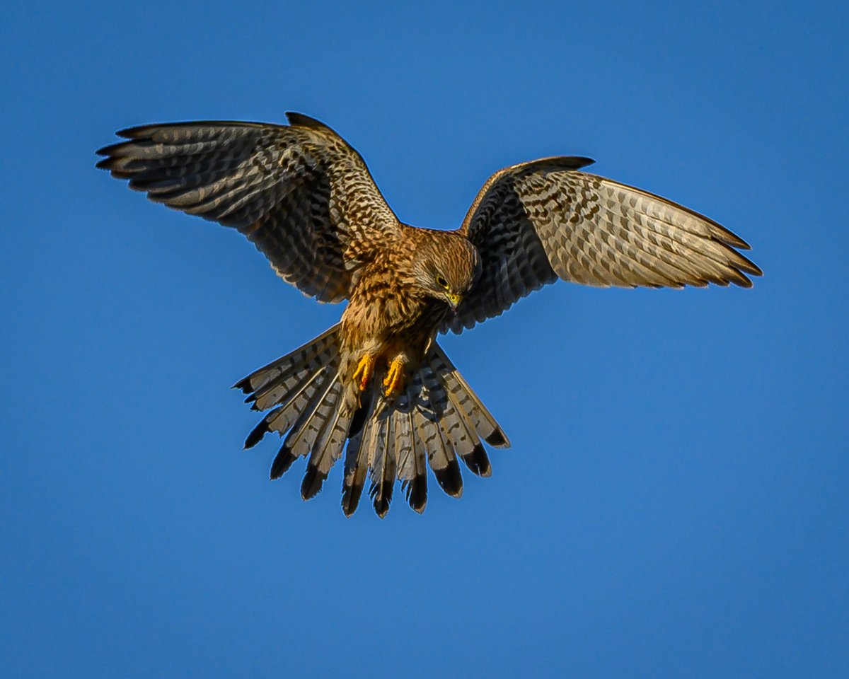 Kestrel [Falco tinnunculus]. #birds #Northumberland #AdventDay22
