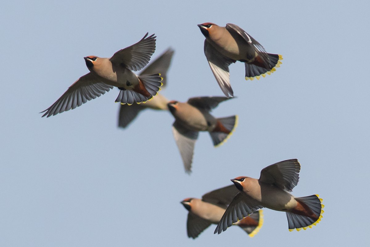 Bohemian Waxwing [Bombycilla garrulus]. #birds #Northumberland #AdventDay23