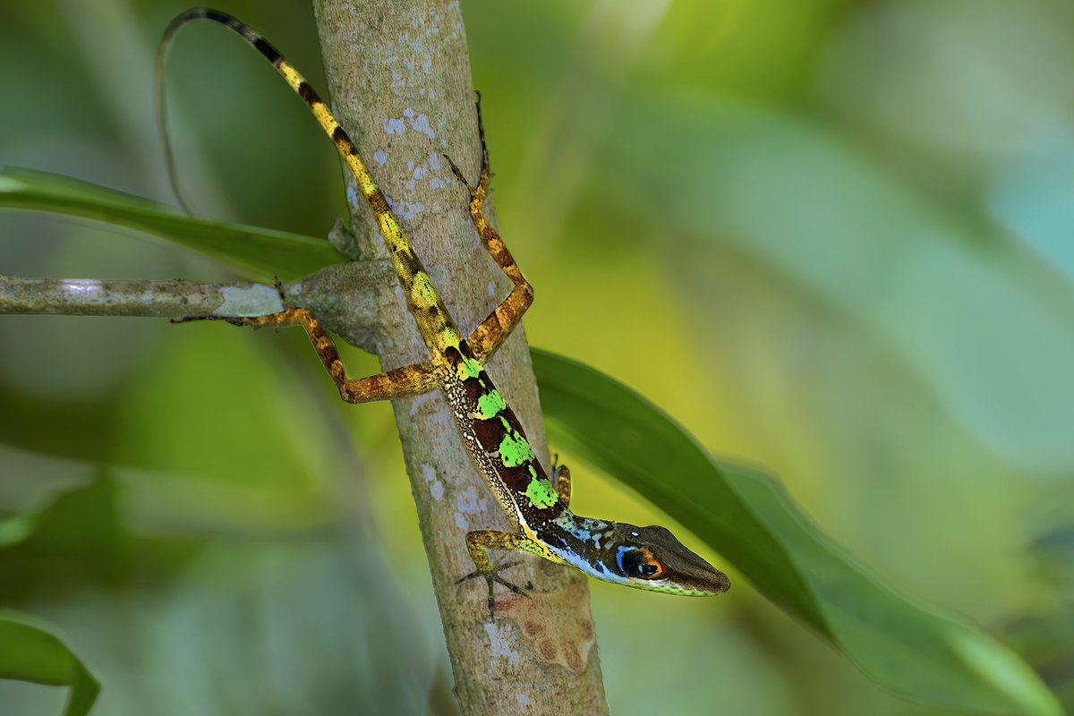 inaturalist's tweet photo. This Bahoruco Long-snouted Anole (Anolis bahorucoensis, Lagarto Hocico Largo del Bahoruco in Spanish), seen in the Dominican Republic by pedrogenarorodriguez, is our Observation of the Day!

More details at: https://t.co/yWkjCqDhG9 https://t.co/ltX31LH1qp