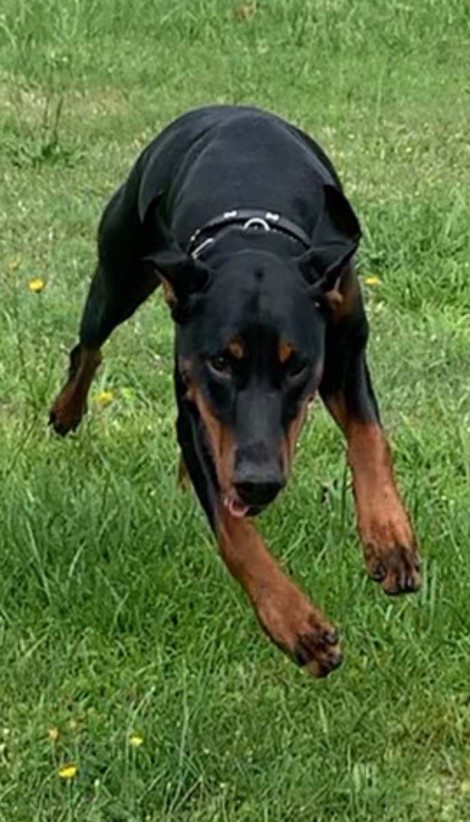 tigergrad556's tweet photo. Doberman. She’s incredible https://t.co/kfHMZb9vlV