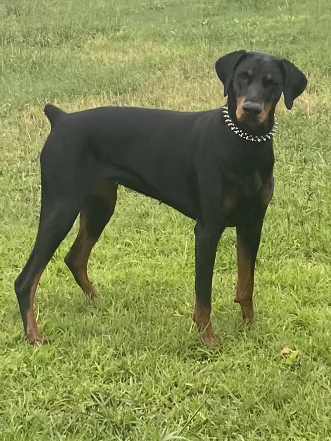 tigergrad556's tweet photo. Doberman. She’s incredible https://t.co/kfHMZb9vlV