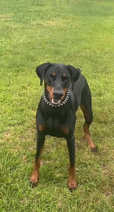 tigergrad556's tweet photo. Doberman. She’s incredible https://t.co/kfHMZb9vlV