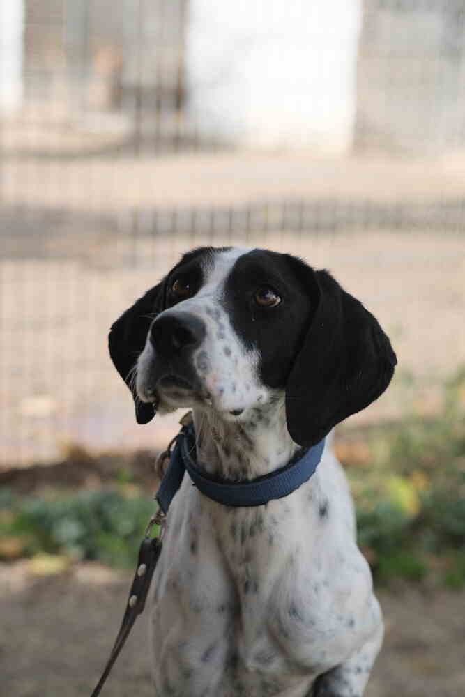 🤓VIVIAN🤓

Hermosa mestiza d Braco. Encontrada malherida, operada d urgencia cn éxito.
Es excepcional, su naturaleza pacífica y tranquila hacen d ella una genial compañera con perros y personas. Noble y cariñosa (aunque no apta cn gatos) siempre dispuesta a recibir amor
sigue👇🏼