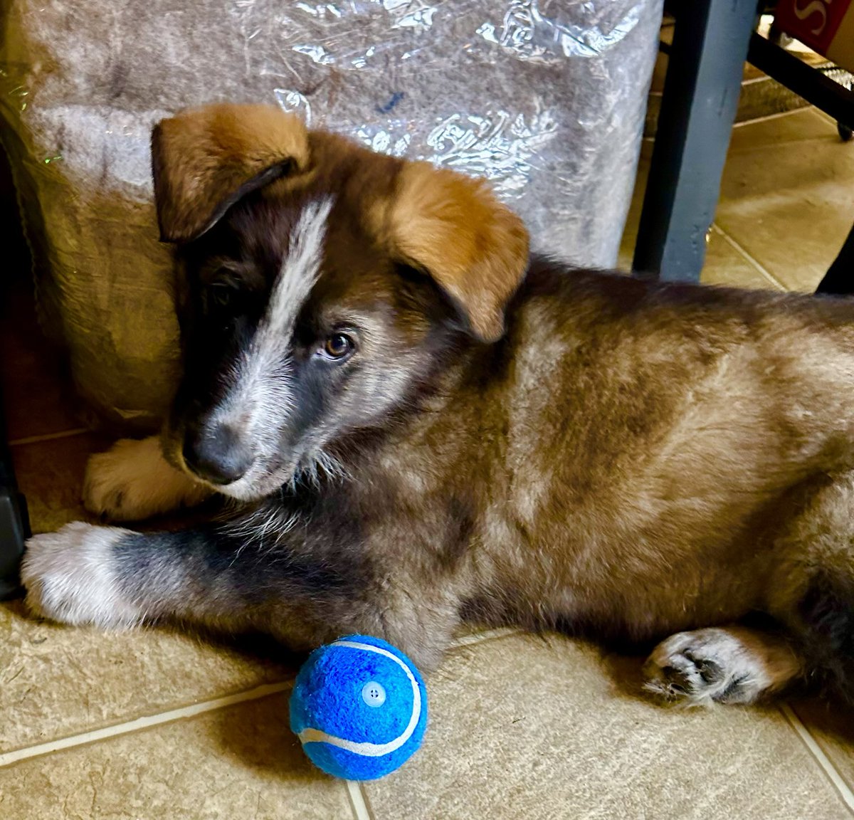 ๐บ๐ธ TheKitty ๐บ๐ธ (@zerodarkkitty) on Twitter photo Ruger Rain Taylor pic of the Day โค๏ธ
Day #6
We are pleased to announce that it only took him 4 seconds (at 8 weeks old) to learn to play fetch perfectly ๐
He is already a Pro! โค๏ธ
๐ป๐บ๐ธ
โฆ<a href="/CrashFury/">๐บ๐ธ ๐พ๐๐ผ๐๐ ๐๐๐๐</a>โฉ Ruger Rain Taylor pic of the Day โค๏ธ
Day #6
We are pleased to announce that it only took him 4 seconds (at 8 weeks old) to learn to play fetch perfectly ๐
He is already a Pro! โค๏ธ
๐ป๐บ๐ธ
โฆ<a href="/CrashFury/">๐บ๐ธ ๐พ๐๐ผ๐๐ ๐๐๐๐</a>โฉ
