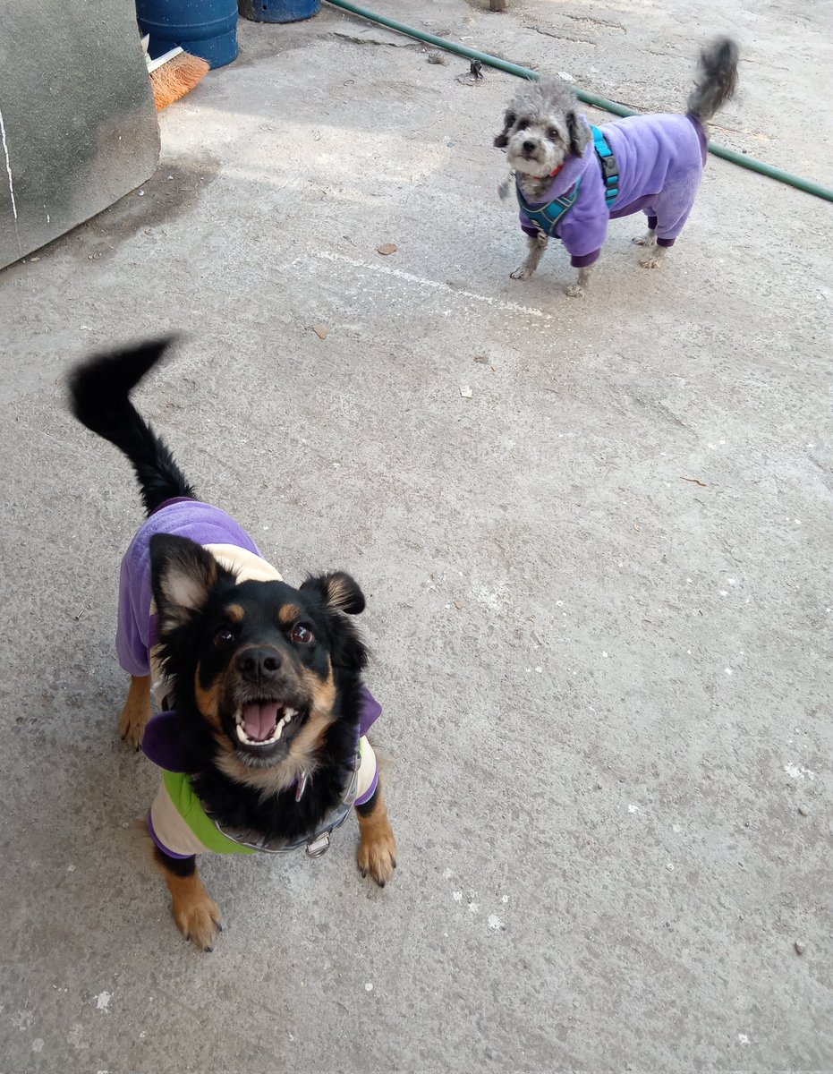 lindo_kiwi's tweet photo. Cómo saben nosotros vamos imprimiendo según lo vayan solicitando y hasta el momento solo tenemos un calendario confirmado, nos ayudan mucho compartiendo y más aún comprando 🤗. Mis hermanitos se los van a agradecer muchísimo. https://t.co/w6L5IZwa7M