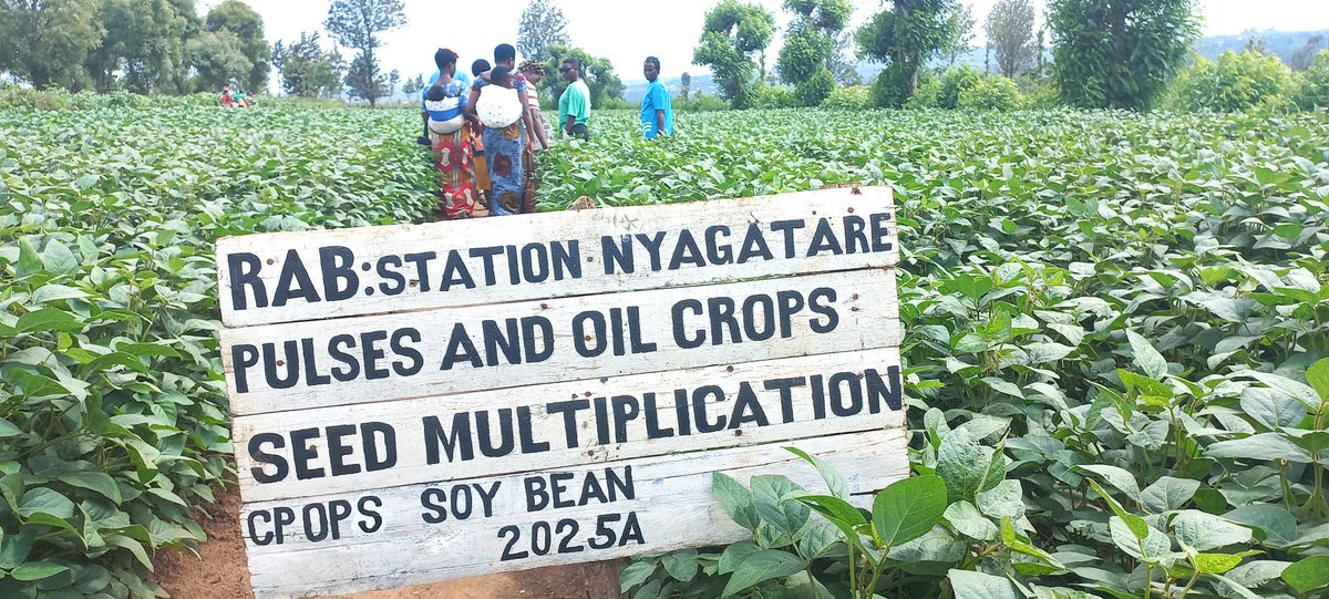 Eric08352300's tweet photo. On 12/12/2024 in collaboration with @RwandaAgriBoard, @YEAN_Agro  organized a study tour for 82 young farmers as YEFFA project beneficiaries from Mimuli, Mukama and Nyagatare Sector. The tour focused on diverse crops, including mangoes, avocados, peas, soybeans, and beans. https://t.co/3P8vd4lulU