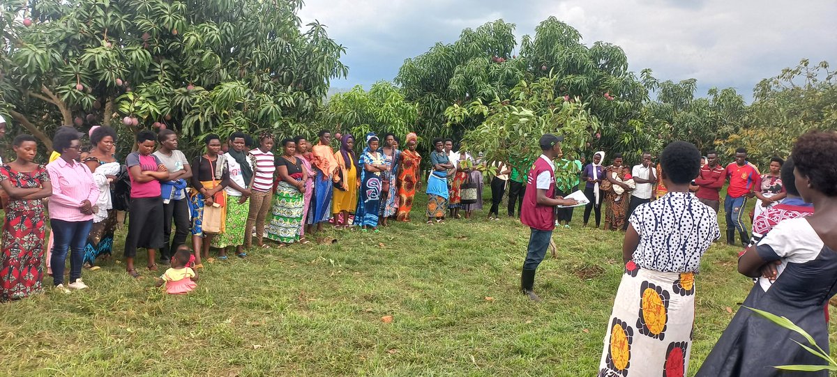 Eric08352300's tweet photo. On 12/12/2024 in collaboration with @RwandaAgriBoard, @YEAN_Agro  organized a study tour for 82 young farmers as YEFFA project beneficiaries from Mimuli, Mukama and Nyagatare Sector. The tour focused on diverse crops, including mangoes, avocados, peas, soybeans, and beans. https://t.co/3P8vd4lulU