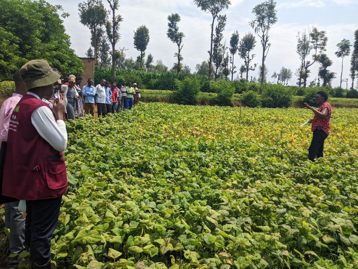 Eric08352300's tweet photo. On 12/12/2024 in collaboration with @RwandaAgriBoard, @YEAN_Agro  organized a study tour for 82 young farmers as YEFFA project beneficiaries from Mimuli, Mukama and Nyagatare Sector. The tour focused on diverse crops, including mangoes, avocados, peas, soybeans, and beans. https://t.co/3P8vd4lulU