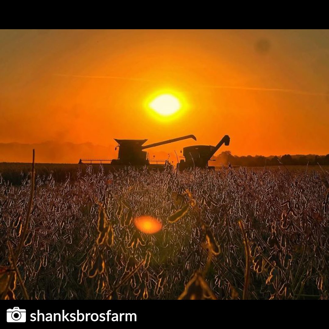 KandMMfg's tweet photo. 🚜✨️ #GreenTractorSunday - Golden hour hits differently in the field!

📷 IG @shanksbrosfarm - What a stunning capture! Sunsets like this are hard to beat!

#JohnDeere #FarmLife #GreenTractor #SundayFun #SundayMotivation #WinterPrep #SpringAhead #JohnDeerePower #BigGreenTractor https://t.co/omMUllWXRg