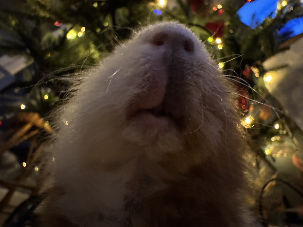 potatku's tweet photo. tooked a christmas selfie https://t.co/TS1SyvzfXy