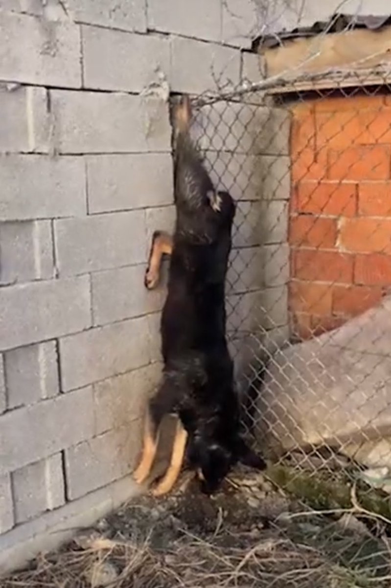 hayvandanyana's tweet photo. kaçmaya çalışırken ölmüş. kim bilir neler yaşadı neler yaşattılar hayvana. kaçmaya çalışmasa da açlıktan ölecekti ya da açlıktan başka bir köpek onu yiyecekti. barınak ölüm demek.
#MAMAKTAKATLİAMVAR https://t.co/3DN4tCVqMb