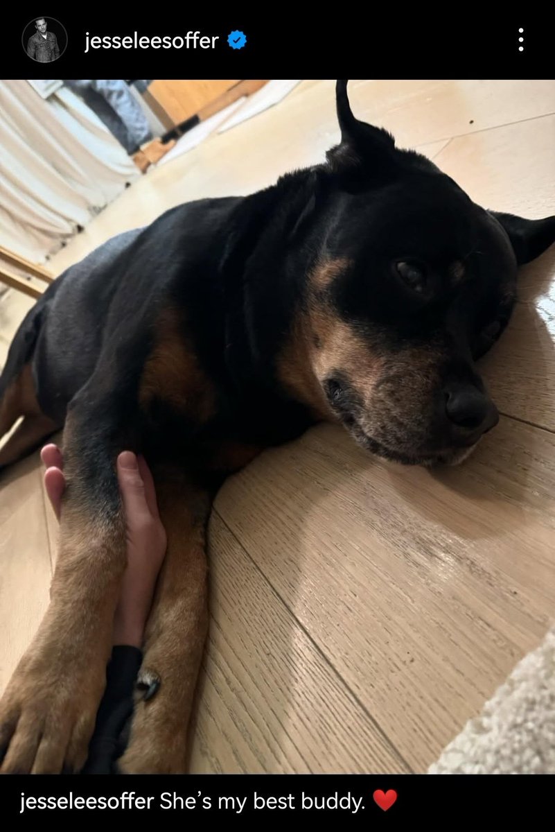 Ocelotl_Mx's tweet photo. 🫠 Jesse 🤍🐶🐾🐾
#TracySpiridakos #JesseLeeSoffer #Nala #Friends
#LifeAfterPD #WesleyMitchell #FBIInternational
#Lisboa #Europa #HaileyUpton #JayHalstead #Upstead #UpsteadForever #UpsteadEndGame #TheHalsteads #JusticeForUpstead #CastChicagoPD https://t.co/wTbedUKorg