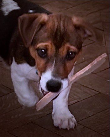 NewsfromBedlam's tweet photo. #EarlofBedlam #HoundofBedlam #TheAdventuresofTeaCupAndtheHoundofBedlam #jackrussell #dog #puppy #JRT

The painting is called, "Two loneliness just met"
by Andrei Nikolaevich #Pilipenko https://t.co/EWGsJ3r2Ay