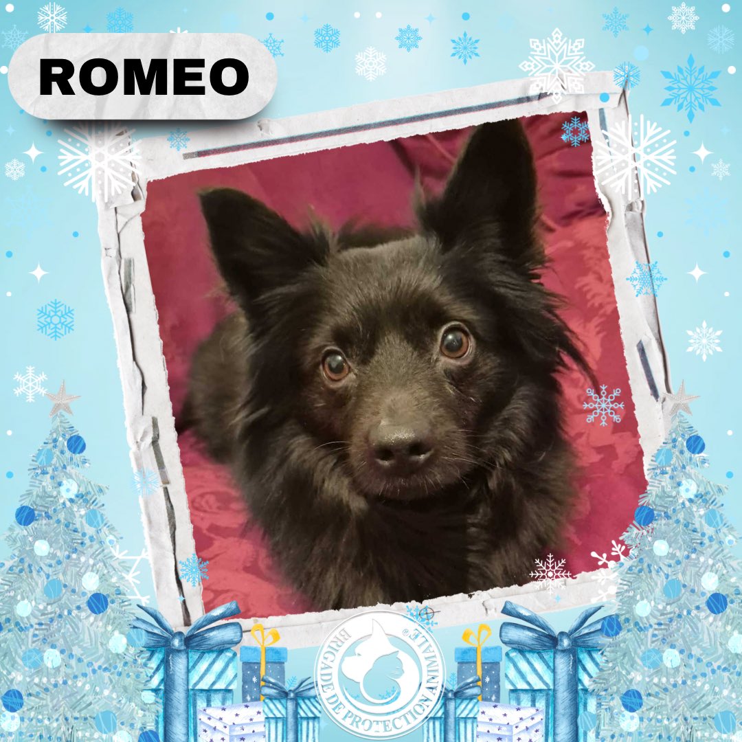 Brigade_BPA's tweet photo. ⏳🎄ROMÉO - À L’ADOPTION🎄⏳ 

Roméo est un croisé Spitz de 6 ans et 350 jours, il fêtera son anniversaire le 31 décembre prochain 🎂 🥹

Il est plein de vie, très joueur, câlin et affectueux, sociable congénères et chats. Roméo, c’est 10 kilos d’amour que vous pourrez emmener partout ☺️

Actuellement dans le Cher (18), Roméo est adoptable dans toute la France 🇫🇷 
Son transport pourra être organisé.

Si vous êtes séduit par sa joie de vivre, remplissez le formulaire 👉 https://t.co/nhyKBYHh9K

Il vous attend 🤗 🐶 🎄 

************

Vous souhaitez nous aider, devenir famille d’accueil ou enquêteur BPA, parrainer un de nos protégés, commander nos goodies, …, c’est par ici 👉 https://t.co/X6AmZdIVSa

#JESUISBPA #BPA #adoption #chien #noir #noel #famille #bonheur #protectionanimale #maltraitanceanimale