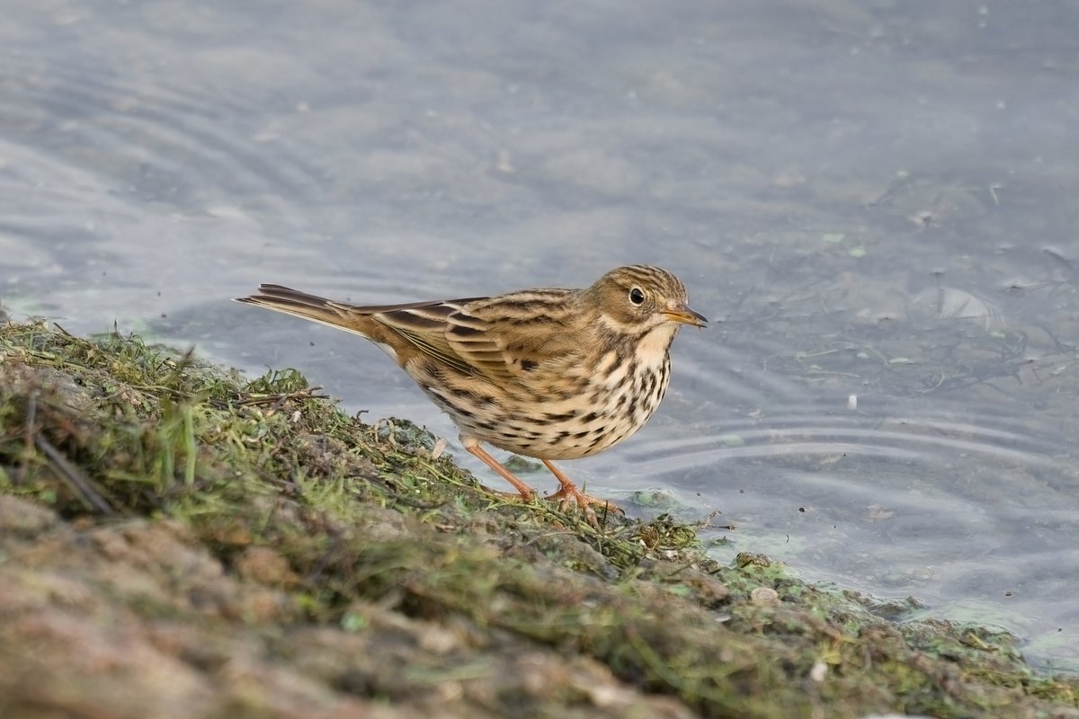 Eat Sleep Bird Repeat tweet media