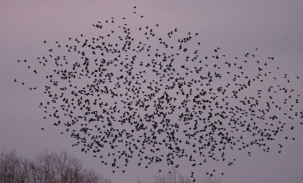 Eat Sleep Bird Repeat tweet media