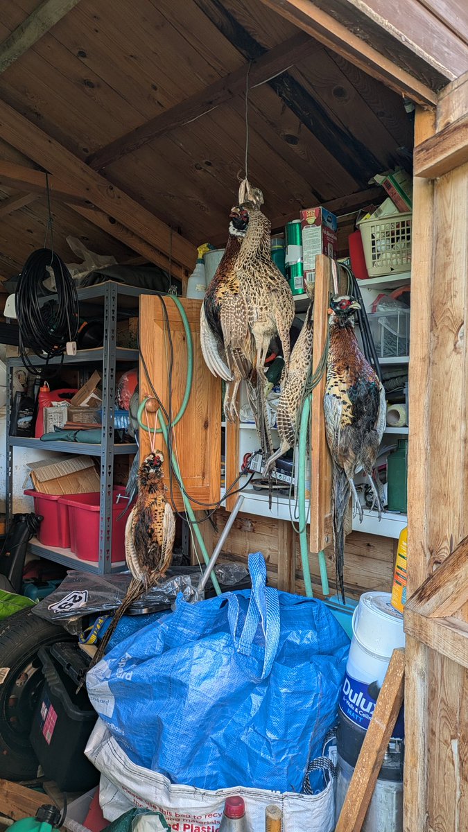 I like to think my shed is a proper shed.  Not one of those pretend sheds, where you can still see some floor.