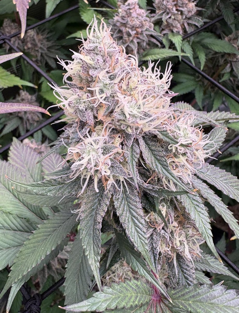 Cannabis 💚 tweet media