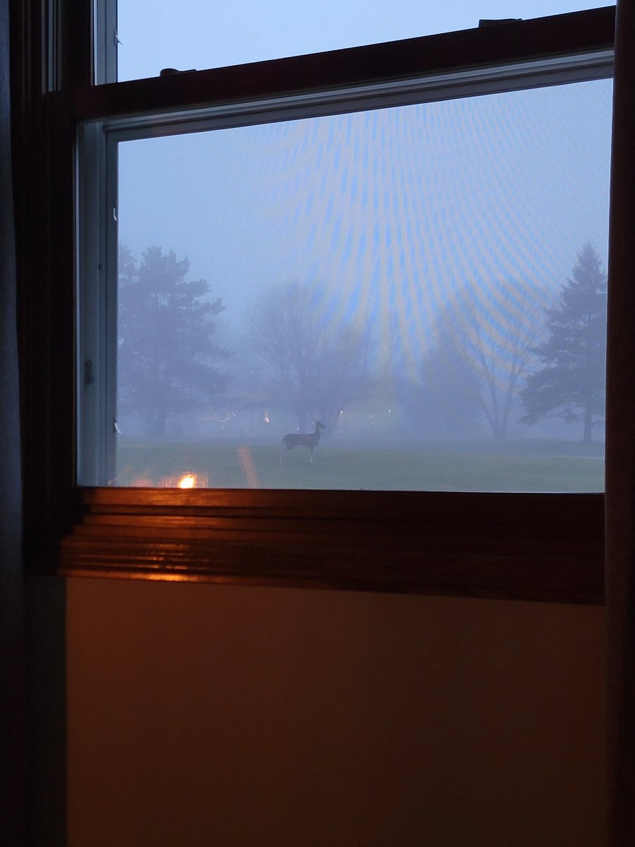 Joe_NoCost's tweet photo. No Sunday scaries today. Just lil momma on a foggy eve https://t.co/qTmfNCdfj2