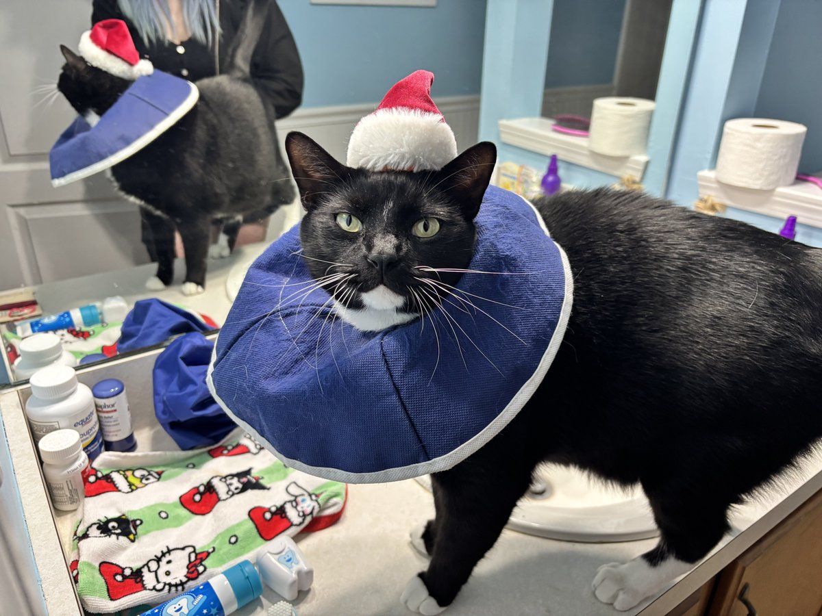 DudeWith6Cats's tweet photo. Through the trauma of Dende’s snagged scrotum-dangling testie-fence situation… he heals and his spirit remains high and full of Christmas cheer. 

#ChirstmasMiracles https://t.co/f6l6Pq3inH