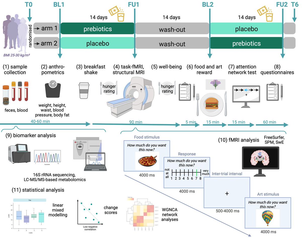 Gut_BMJ's tweet photo. The second shortlisted #TopGUTPaper2024 chosen by @emadelomar is by @EvelynMedawar @witte1veronica et al from the February 2024 issue of @Gut_BMJ entitled

"Prebiotic diet changes neural correlates of food decision-making in overweight adults: a randomised controlled within-subject cross-over trial" via

https://t.co/6ebdt5eCAd

Listen to the #GUTPodcast on this paper via https://t.co/ZbE6vtB4kk

#Prebiotics #RCT
