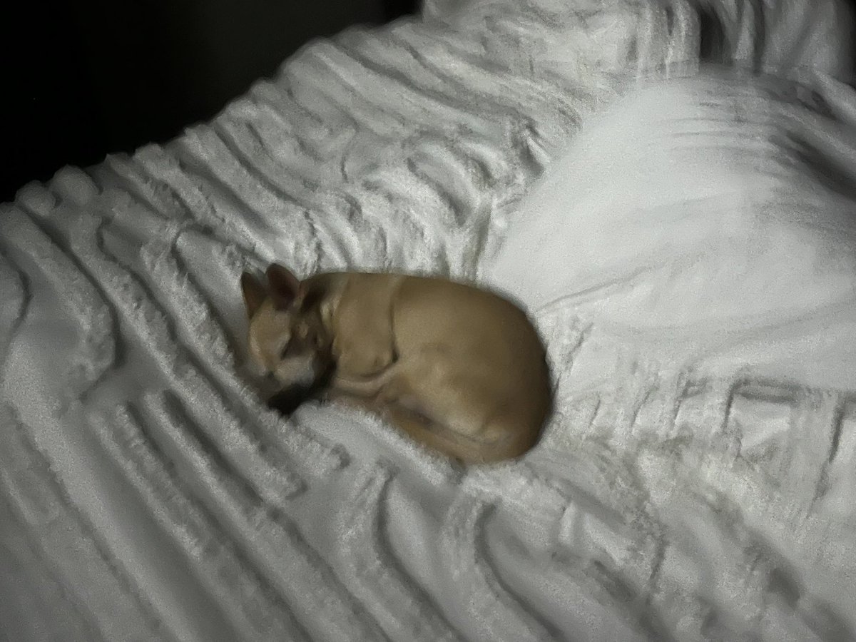 Carmenmtza's tweet photo. @twaniimals https://t.co/9TWLzaoxBA