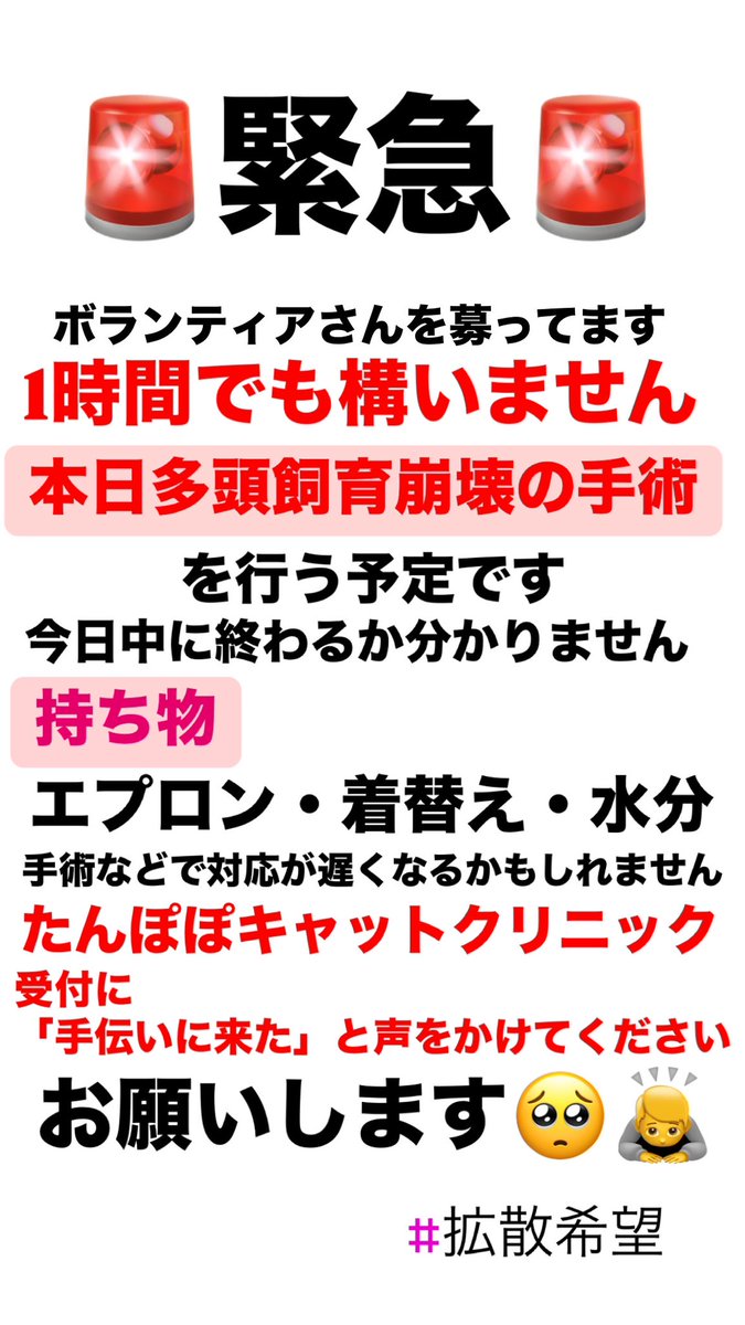 cat_hometown's tweet photo. #拡散希望
本日チンチラ111匹多頭飼育崩壊のオペを行います。
今日中に終わるか未定です。
本当に少しの時間でも構いません。
 お手伝いに来てくれる方を募集しています。
お願いします助けてください🆘
拡散でも構いません。 https://t.co/BQv8oox1o9
