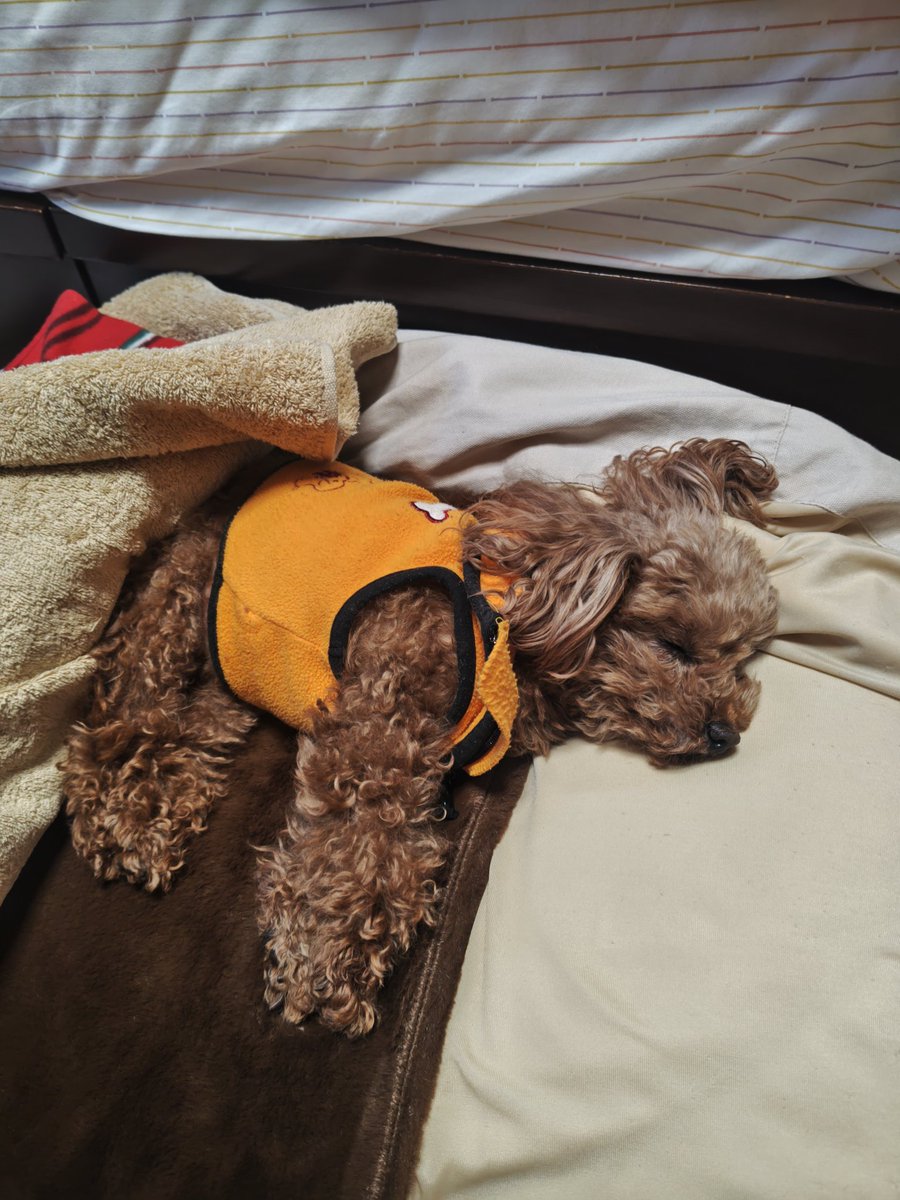 happy_dog_bunta's tweet photo. 寒い朝もあったか、あったか😄

日中、一匹ではかわいそうなので、仕事に行く途中ハッピーの実家に預けているので、そろそろ起こして着替えさせなきゃ😆
保育園に預ける親の気分をちょっぴり味わってます🎶 https://t.co/HbjMOU9U78