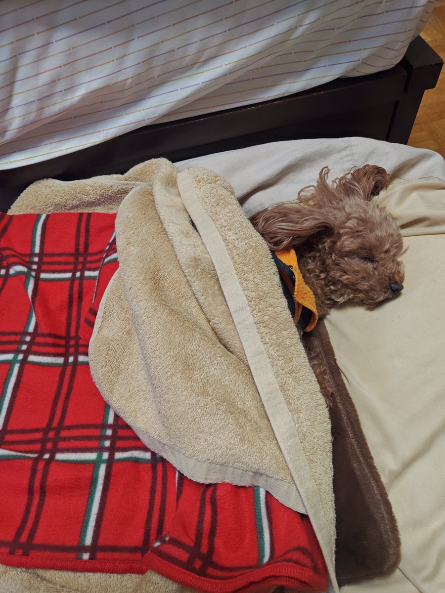 happy_dog_bunta's tweet photo. 寒い朝もあったか、あったか😄

日中、一匹ではかわいそうなので、仕事に行く途中ハッピーの実家に預けているので、そろそろ起こして着替えさせなきゃ😆
保育園に預ける親の気分をちょっぴり味わってます🎶 https://t.co/HbjMOU9U78