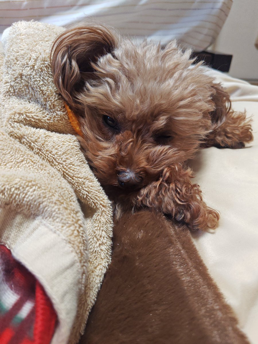 happy_dog_bunta's tweet photo. 寒い朝もあったか、あったか😄

日中、一匹ではかわいそうなので、仕事に行く途中ハッピーの実家に預けているので、そろそろ起こして着替えさせなきゃ😆
保育園に預ける親の気分をちょっぴり味わってます🎶 https://t.co/HbjMOU9U78
