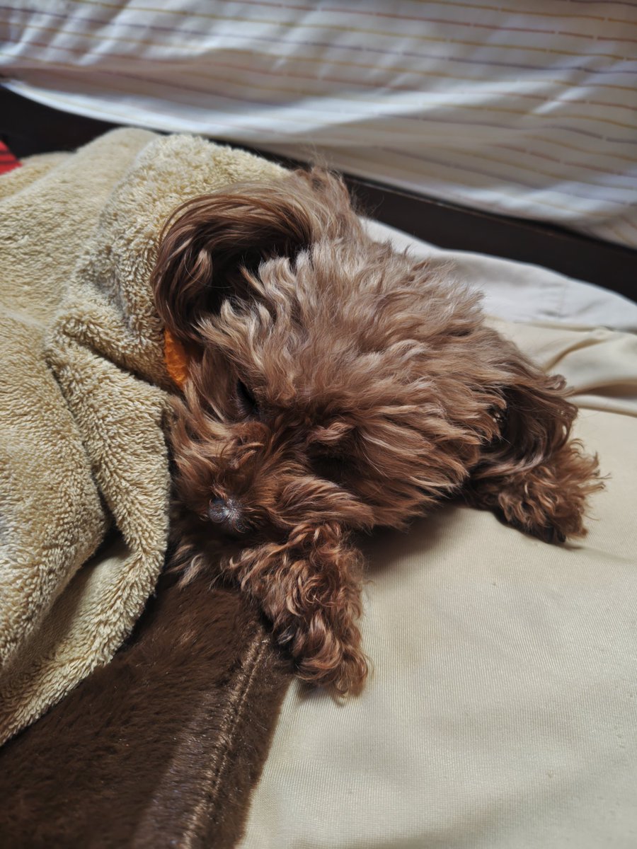 happy_dog_bunta's tweet photo. 寒い朝もあったか、あったか😄

日中、一匹ではかわいそうなので、仕事に行く途中ハッピーの実家に預けているので、そろそろ起こして着替えさせなきゃ😆
保育園に預ける親の気分をちょっぴり味わってます🎶 https://t.co/HbjMOU9U78