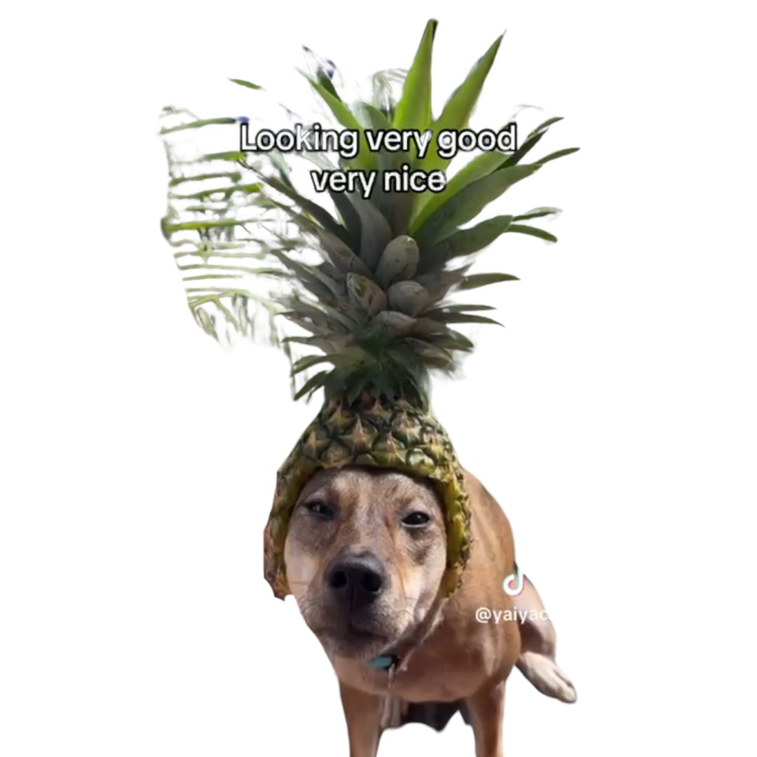 punkfloppy's tweet photo. @GMPcto GM 🍍 https://t.co/hyruvV1Qwo