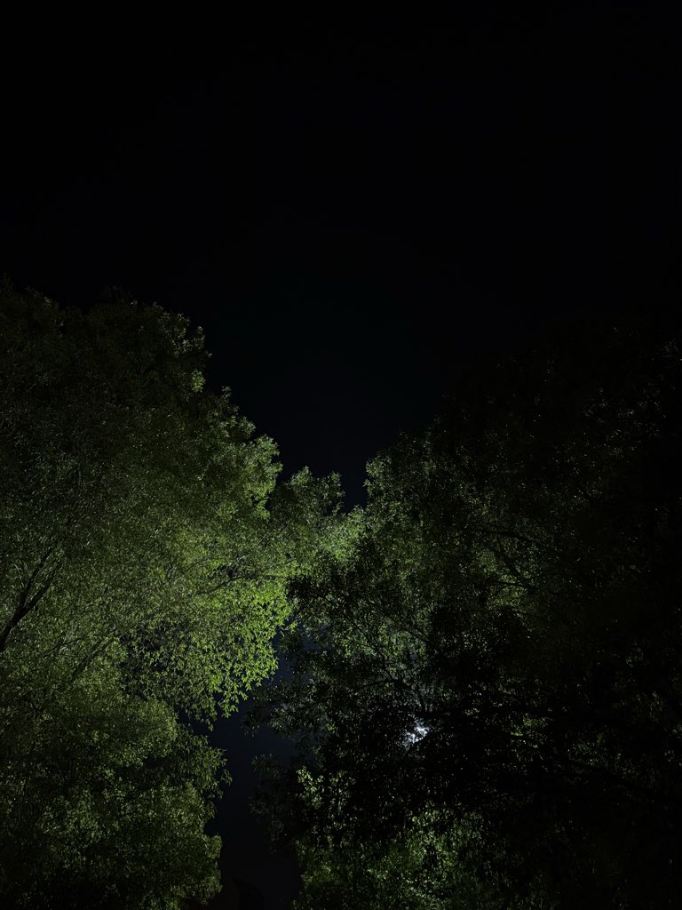 At last day’s 🌳.