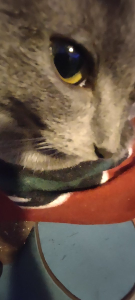 BunnyManGuys's tweet photo. This cat 🪲 #cat #sleepcat https://t.co/BNm4QiCNdg