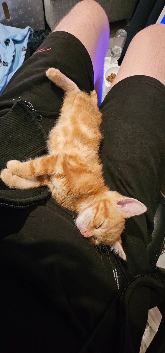 Big_Ben1989's tweet photo. Thought I'd introduce my early Christmas present, his name is simba, and he loves food and sleeping, especially when I'm on my computer ft @SyndicateOG  @Syndicate https://t.co/TQAFura14I