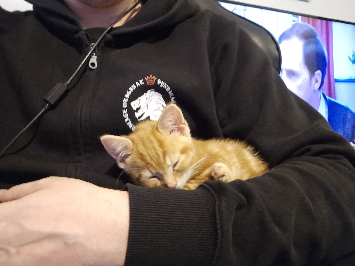 Big_Ben1989's tweet photo. Thought I'd introduce my early Christmas present, his name is simba, and he loves food and sleeping, especially when I'm on my computer ft @SyndicateOG  @Syndicate https://t.co/TQAFura14I