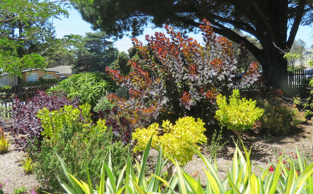 StuartWilliams_'s tweet photo. A selection of of Cotinus (smokebush) cultivars at Warrnambool Botanic Gardens
#WarrnamboolBG #Cotinus #Anacardiaceae https://t.co/tFaC0mB7Vf