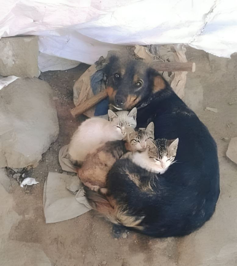This  dear little street dog is taking care of abandoned kittens. She has  nothing material to give but gives the greatest gift to bestow on any being unconditional love, bless her giving tender soul.
We have failed animals in more ways than we can imagine. We must do better.