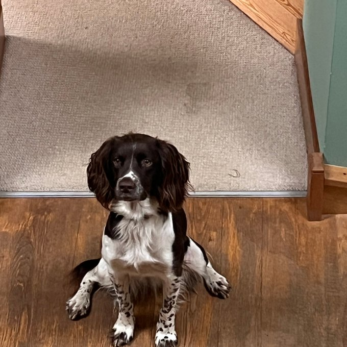 millypod1's tweet photo. PENNY HOME SAFE. THANKS FOR RT's πππΎ
π14 DEC 2024 #Lost PENNY #ScanMe
YOUNG Brown & White English Springer Spaniel Female
#MynyddMechell but followed a cyclist from Cemlyn area. #Mechell #Anglesey #Wales #LL67 https://t.co/ChLA99lqGO https://t.co/rGMuu2r9dF