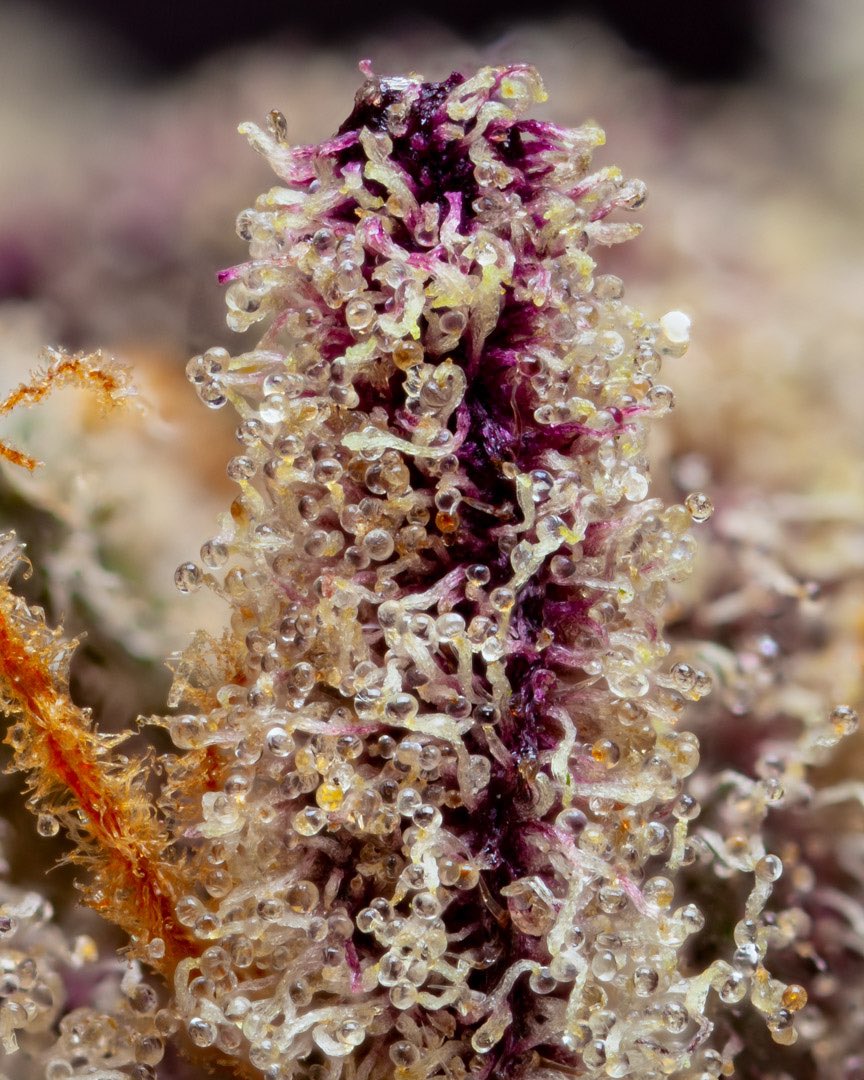 LiftedMacro tweet media