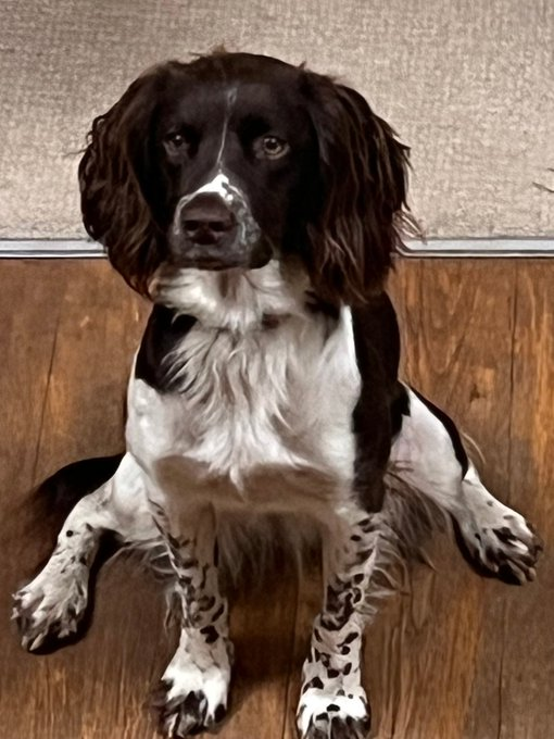 millypod1's tweet photo. PENNY HOME SAFE. THANKS FOR RT's πππΎ
π14 DEC 2024 #Lost PENNY #ScanMe
YOUNG Brown & White English Springer Spaniel Female
#MynyddMechell but followed a cyclist from Cemlyn area. #Mechell #Anglesey #Wales #LL67 https://t.co/ChLA99lqGO https://t.co/rGMuu2r9dF