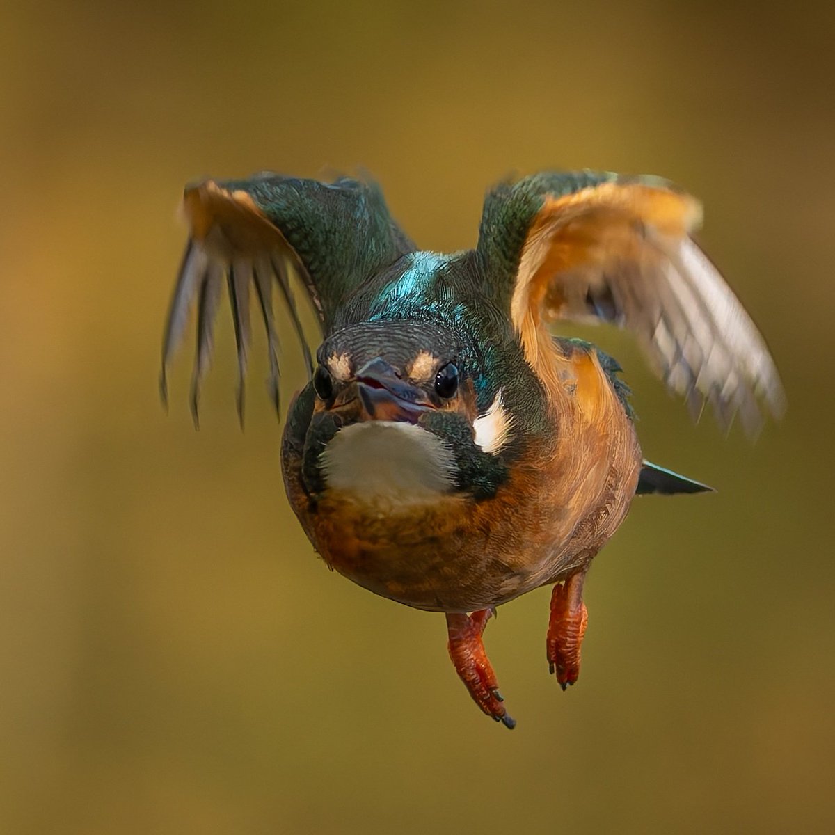 martingoffphoto's tweet photo. Kingfisher incoming! 😊 Straight towards the camera! 😊😊

🦅 Kingfisher (Alcedo atthis) 
📷 OM System OM1ii with Olympus 100-400mm lens
🗺️ Teddesley Park Estate, Staffordshire 

#omsystem #procapture #om1 #wildlifephotos #birdsofbritain #birdsoftheuk #kingfisher #colourfulbirds https://t.co/aHbjPfMoqV
