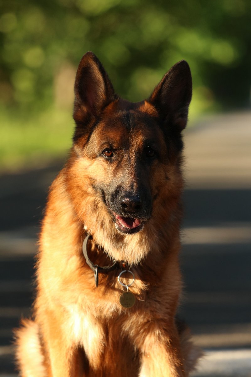 just_dark_gsd's tweet photo. demonic charisma of GSDs

#photos #germanshepherd #germanshepherddog #gsd #dog #mydog #demonic #demon https://t.co/0sR7l2RRtI
