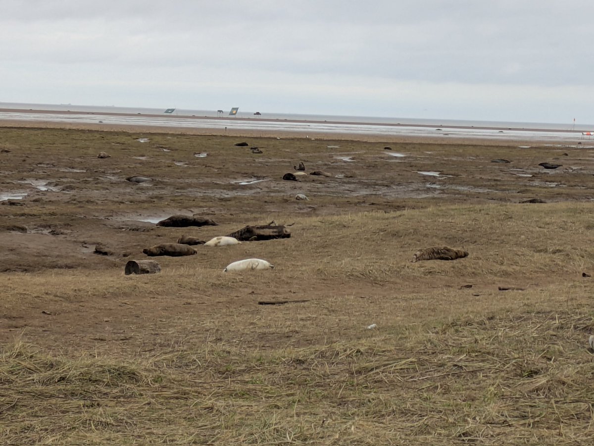 Budd Mendis (@mendb999) on Twitter photo Lovely trip to Lincolnshire coast to donna nook to see the seals. Highly recommend π¦
<a href="/LincsWildlife/">Lincs Wildlife Trust</a> Lovely trip to Lincolnshire coast to donna nook to see the seals. Highly recommend π¦
<a href="/LincsWildlife/">Lincs Wildlife Trust</a>