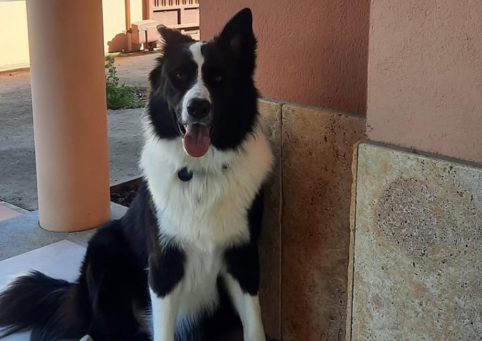 annaplanas_'s tweet image. Gent de Twitter ENCARA NO HAN TROBAT EN LUCKY i no tenen cap pista d’on pot estar, només saben que va estar a la finca del sogre‼️⚠️

Cal fer pinya pqe la seva família pugui trobar-lo🔁

Aprofito q tinc una mica d’altaveu a Twitter, per demanar-vos que feu difusió! Moltes gràcies