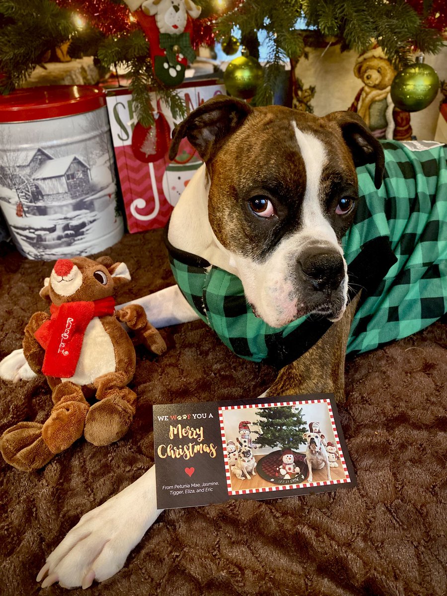 waterfallsrus's tweet image. Look 👀 ❤️📬 Gunner received a beautiful Christmas card 💌🎄 from Petunia Mae, Jasmine &amp;amp; Tigger! 🎅❤️ We Woof you a Merry Christmas! @PetuniaMaePug 
#DogsofX #PupMail #BoxerDog #MerryChristmas2024 #DogsofTwitter