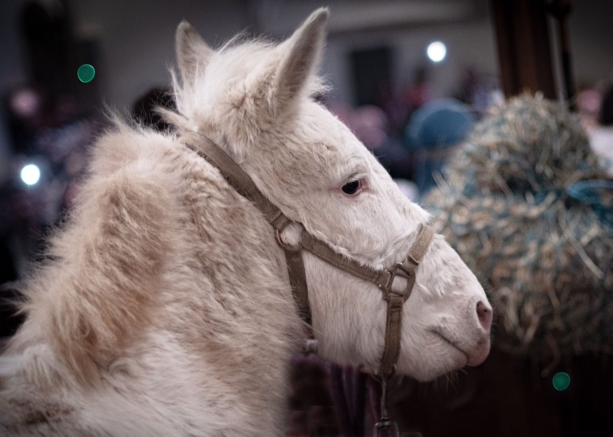 Clapham and Patching C of E Primary School tweet media