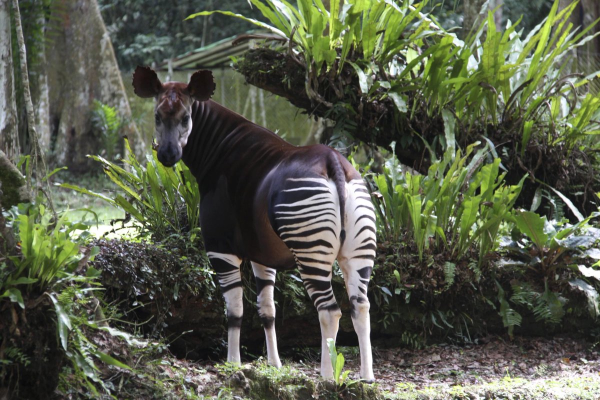 Chinese gold #mining threatens a protected the Okapi Wildlife Reserve, an endangered World Heritage site in #Congo

rfr.bz/tac59ce