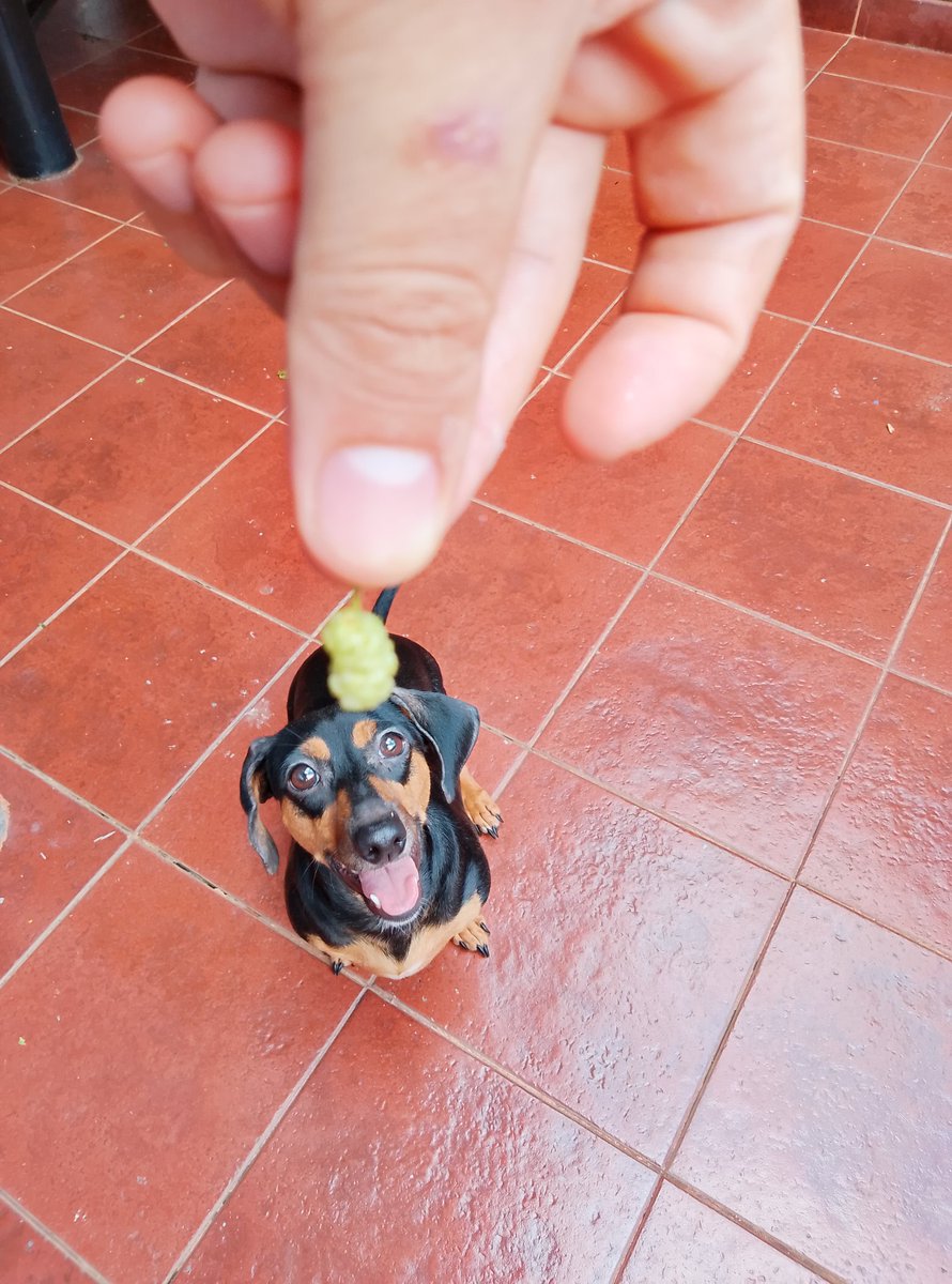 tonga_rodriguez's tweet photo. Época de chicharras... y moras... https://t.co/G26wl5W9wM