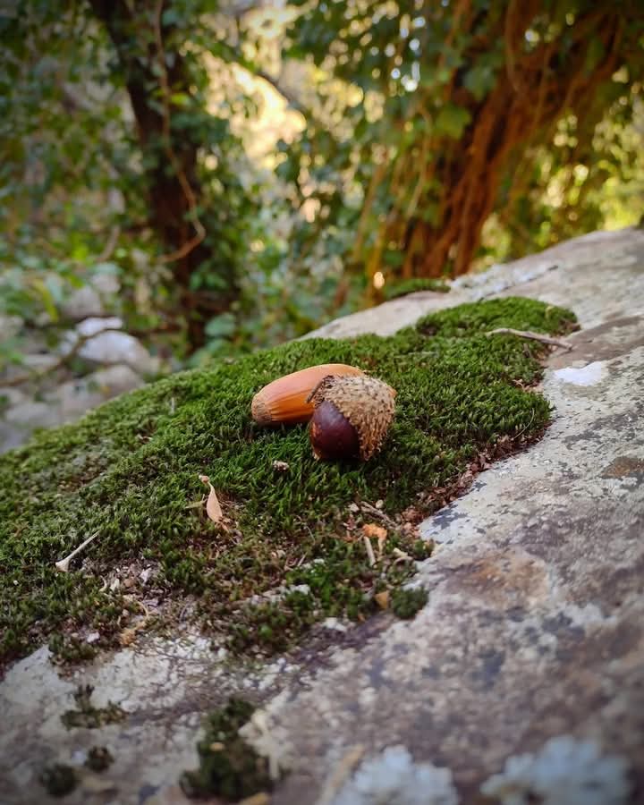 Elisa_G_Coines's tweet photo. Que suerte caer sobre la alfombra acolchada del musgo....

#bellota #musgo #quercus #alcornoque #fruto #naturaleza  #nature #photography #travel #naturephotography #landscape #paisaje #fotografia #photo #photooftheday #turismo #picoftheday #photographer #travelphotography https://t.co/UFGHnpA5cf